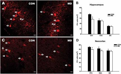 <mark class="highlighted">Maternal Deprivation</mark> in Rats Decreases the Expression of Interneuron Markers in the Neocortex and Hippocampus